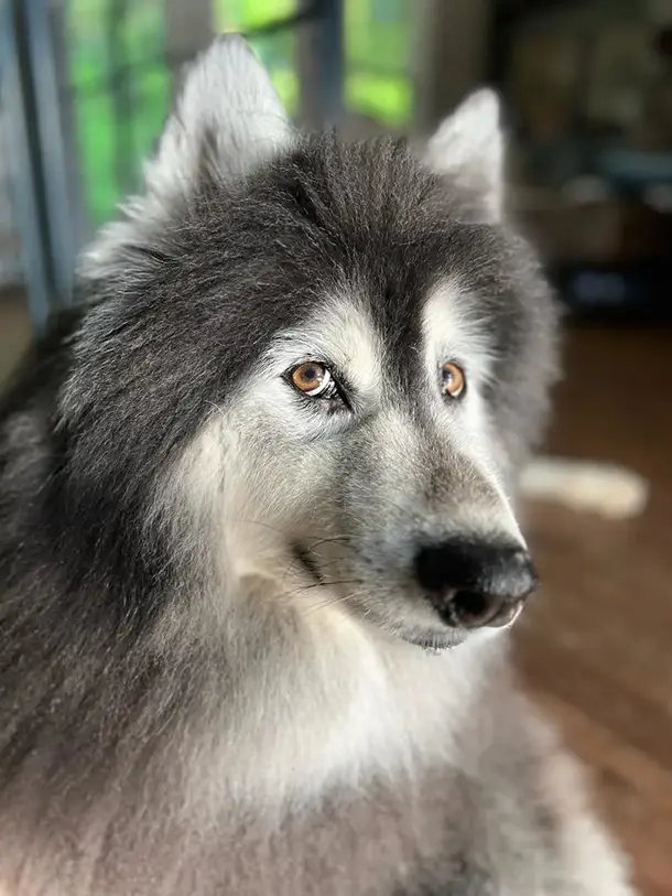 hybrid-wolf-cross